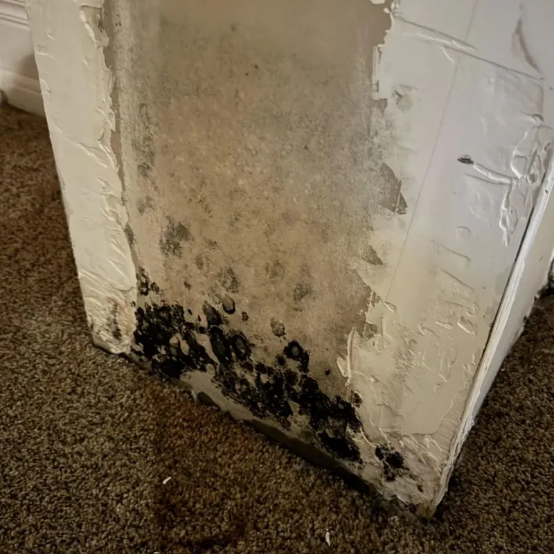 Professional Mold Removal in Marina, CA